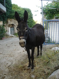 Den originale Sokratis, 2006.