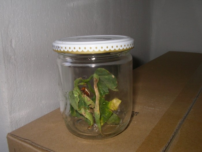 SANYO DIGITAL CAMERA