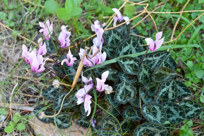 83 cyklamen og knæler